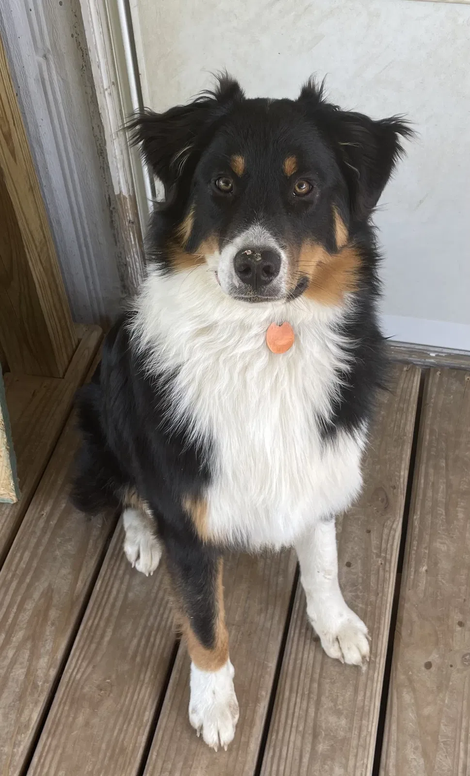 Lost dog in Edmonton, KY, 42129