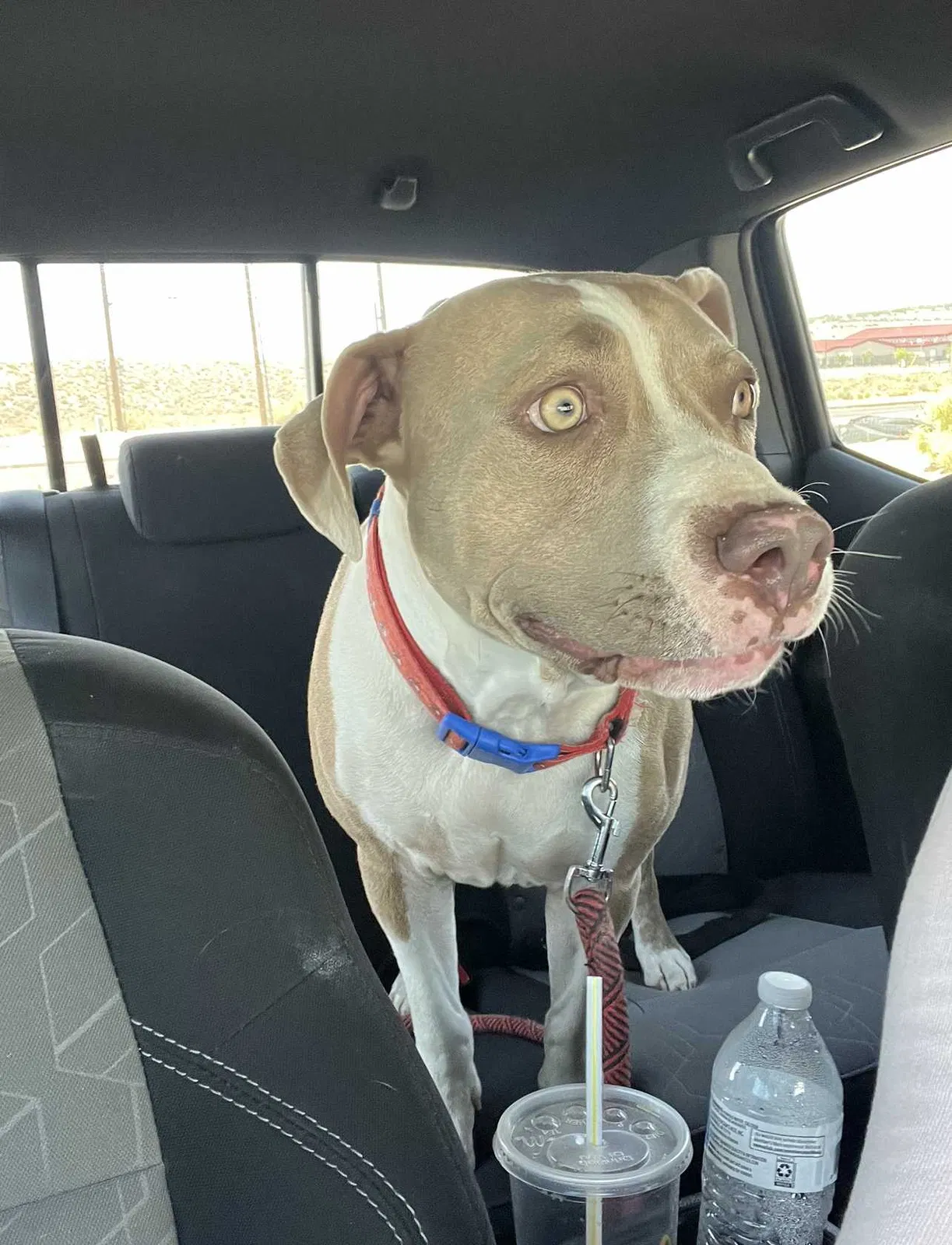 Lost dog in Rio Rancho, NM, 87124