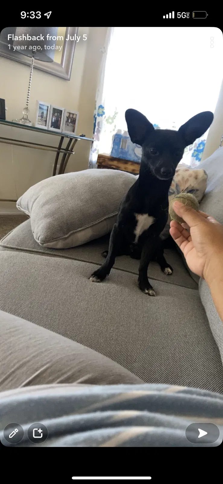 Lost dog in Bakersfield, CA, 93306