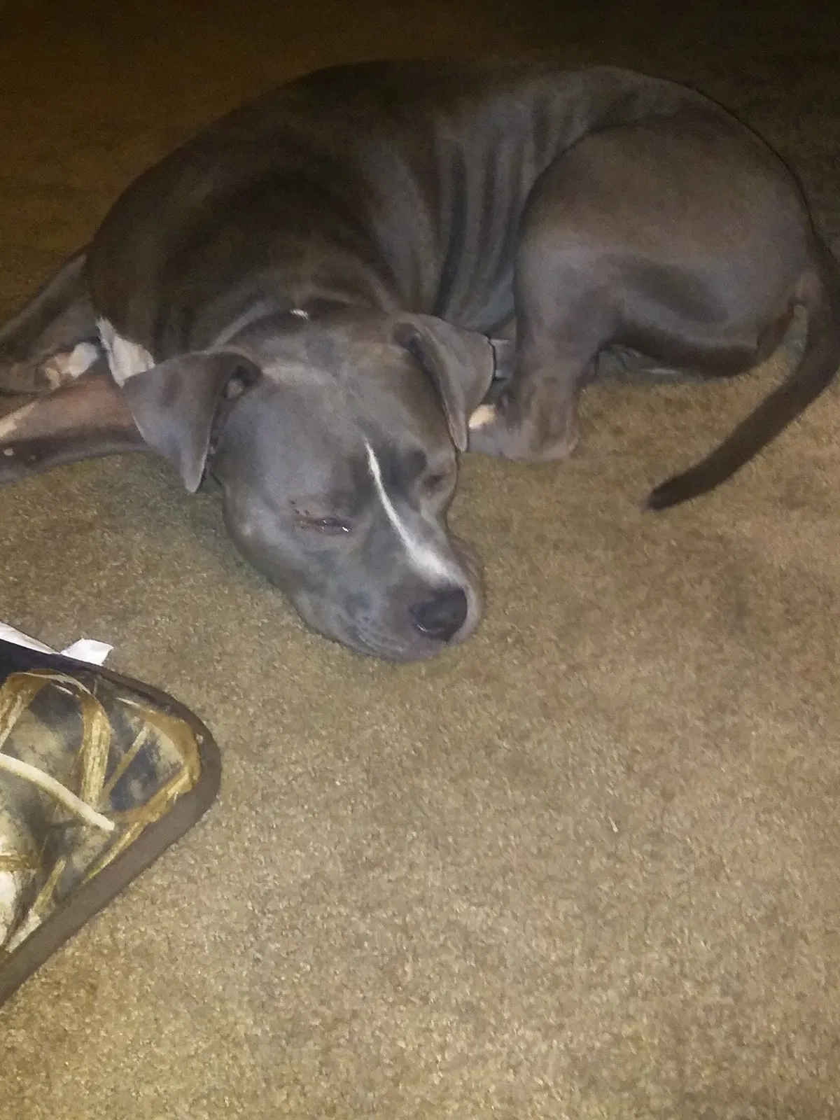 Lost dog in Ocala, FL, 34481