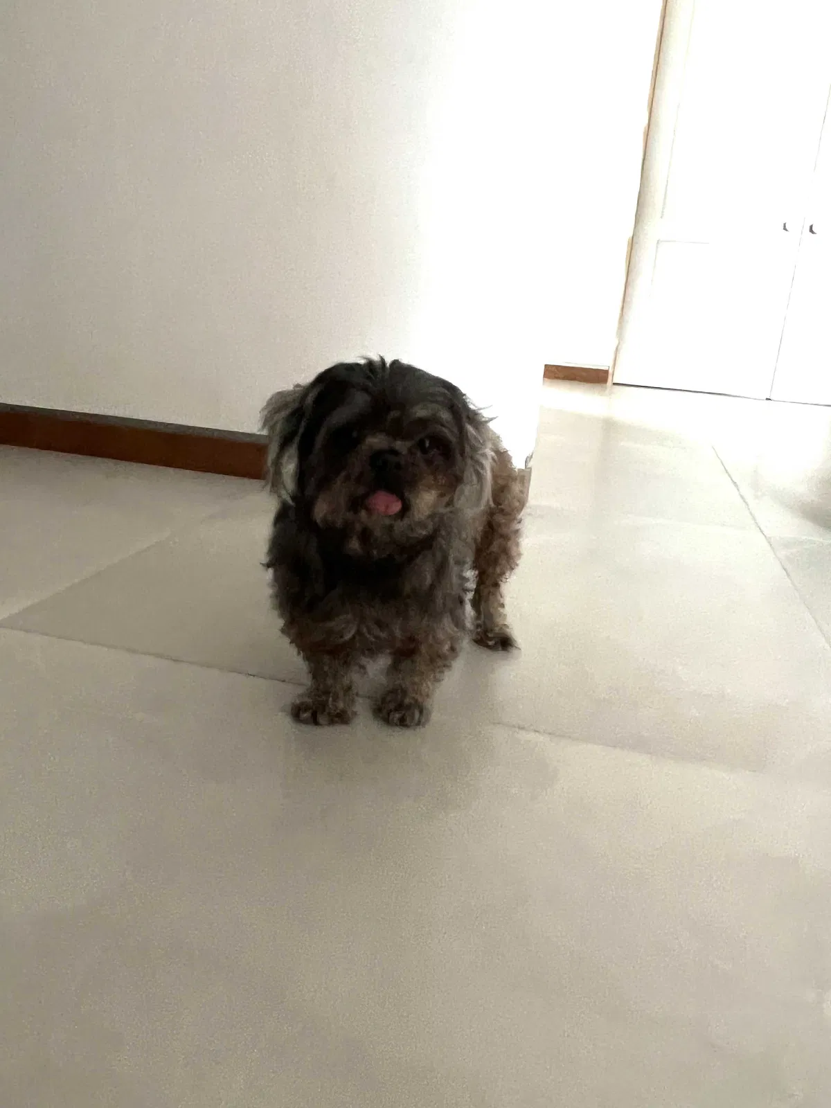 Lost dog in Miami, FL, 33176