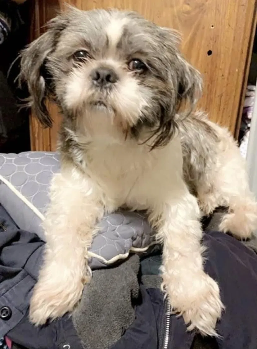Lost dog in Carthage, NC, 28327