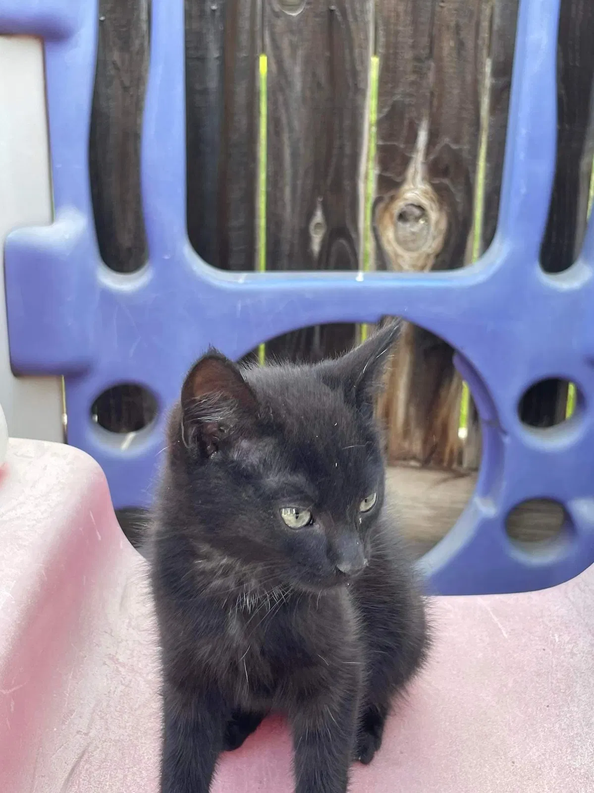 Lost cat in Hanford, CA, 93230