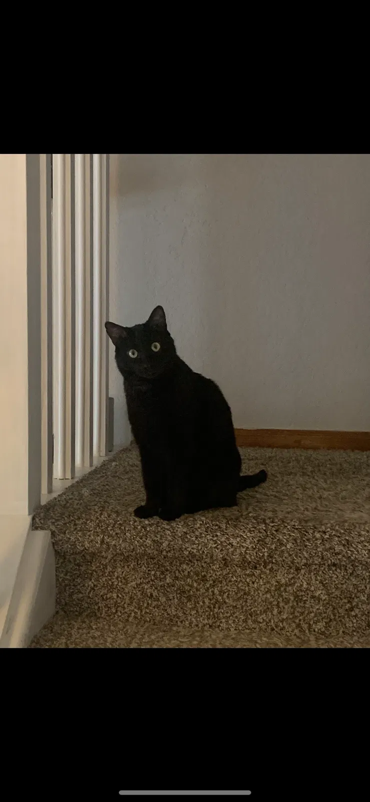 Lost cat in Stockbridge, GA, 30281