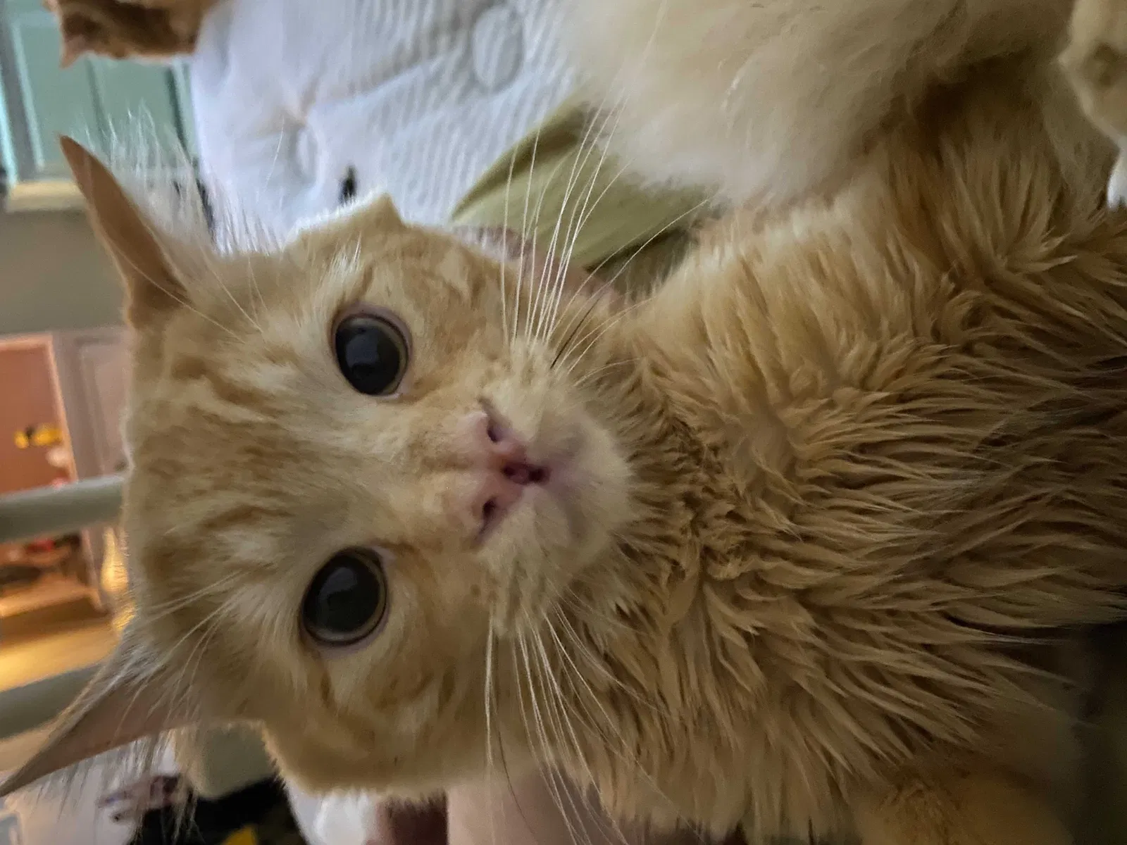 Lost cat in Flowery Branch, GA, 30542