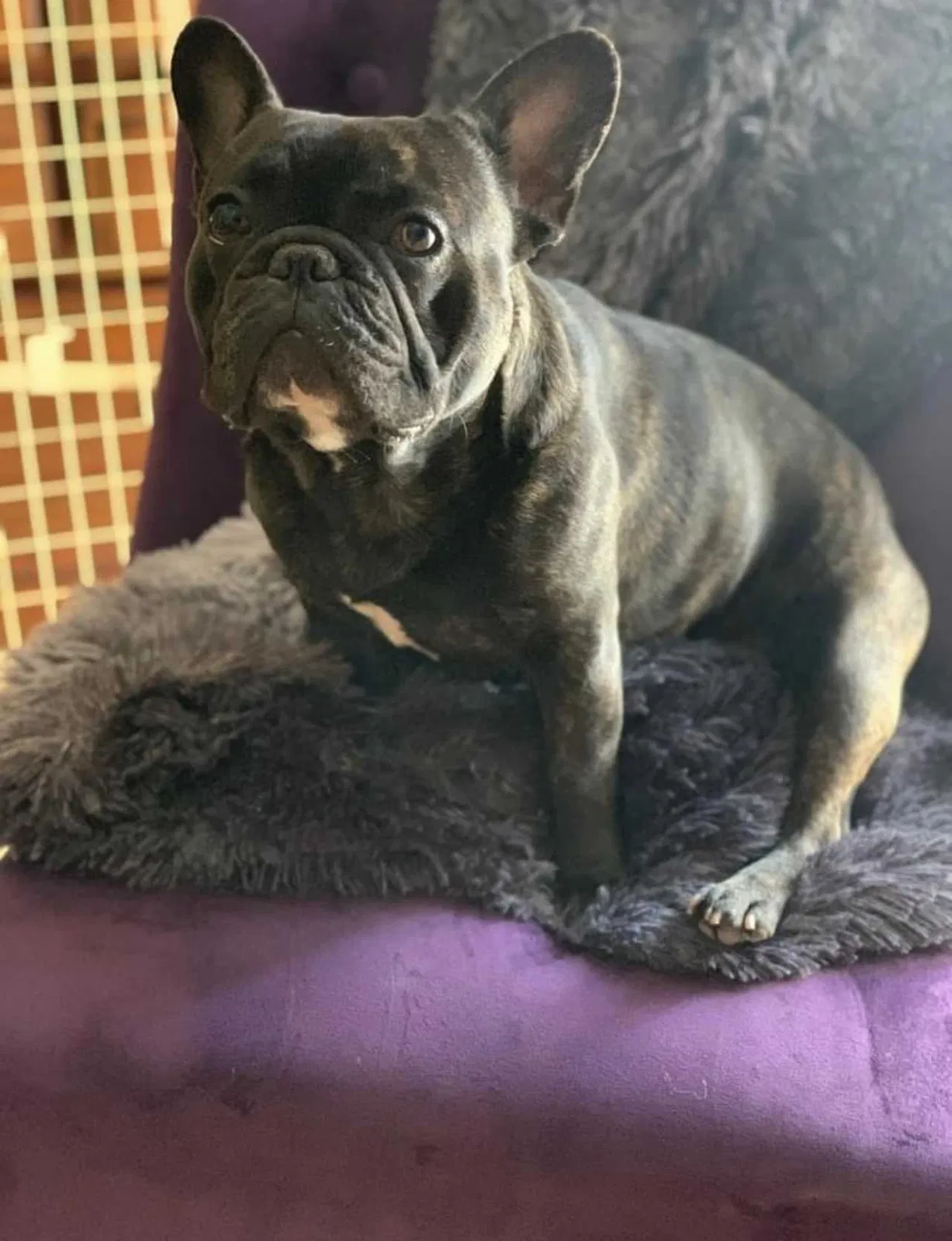 Lost dog in Rio Linda, CA, 95673