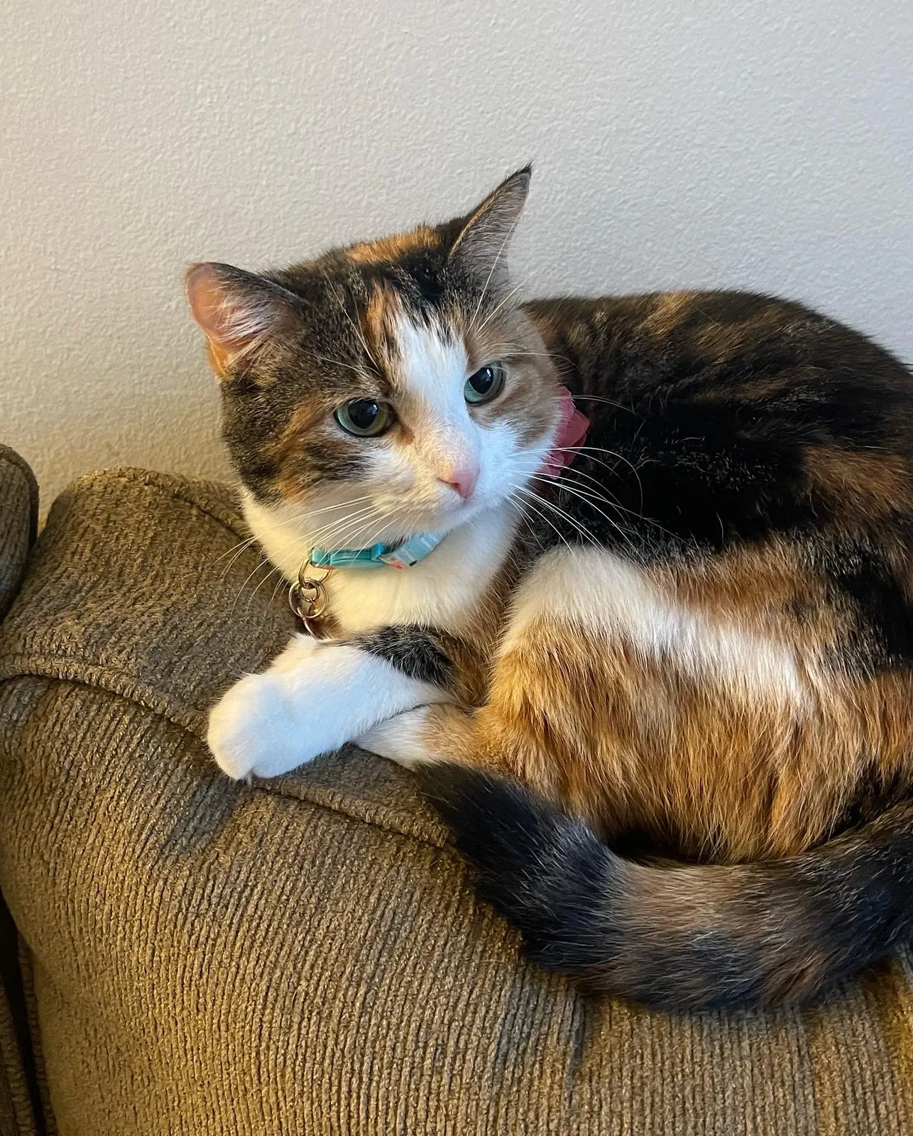 Lost cat in Glendale, CA, 91201