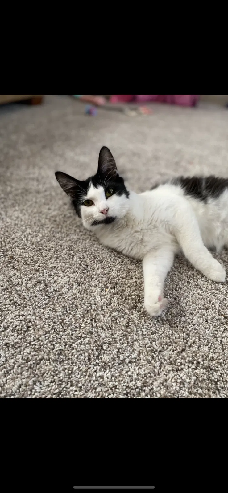 Lost cat in Muskegon, MI, 49442
