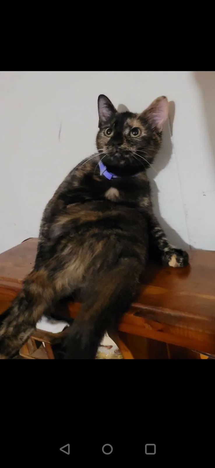 Lost cat in Snellville, GA, 30039
