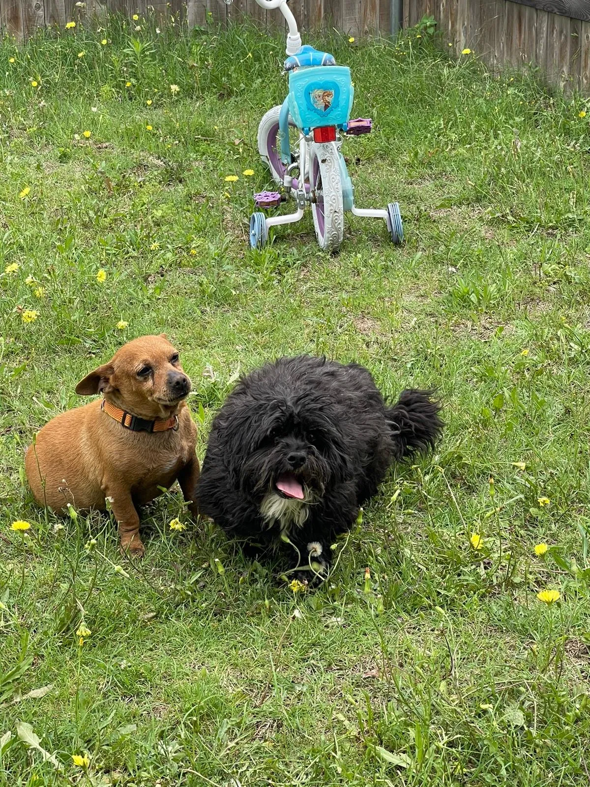 Lost dog in El Paso, TX, 79936
