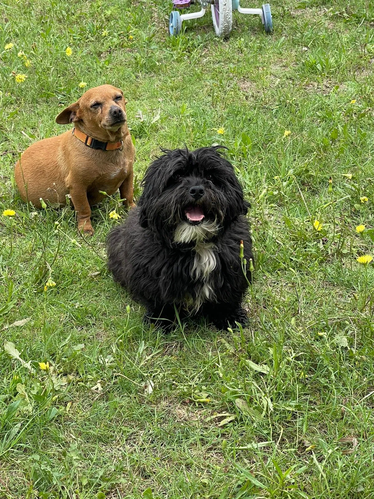 Lost dog in El Paso, TX, 79936