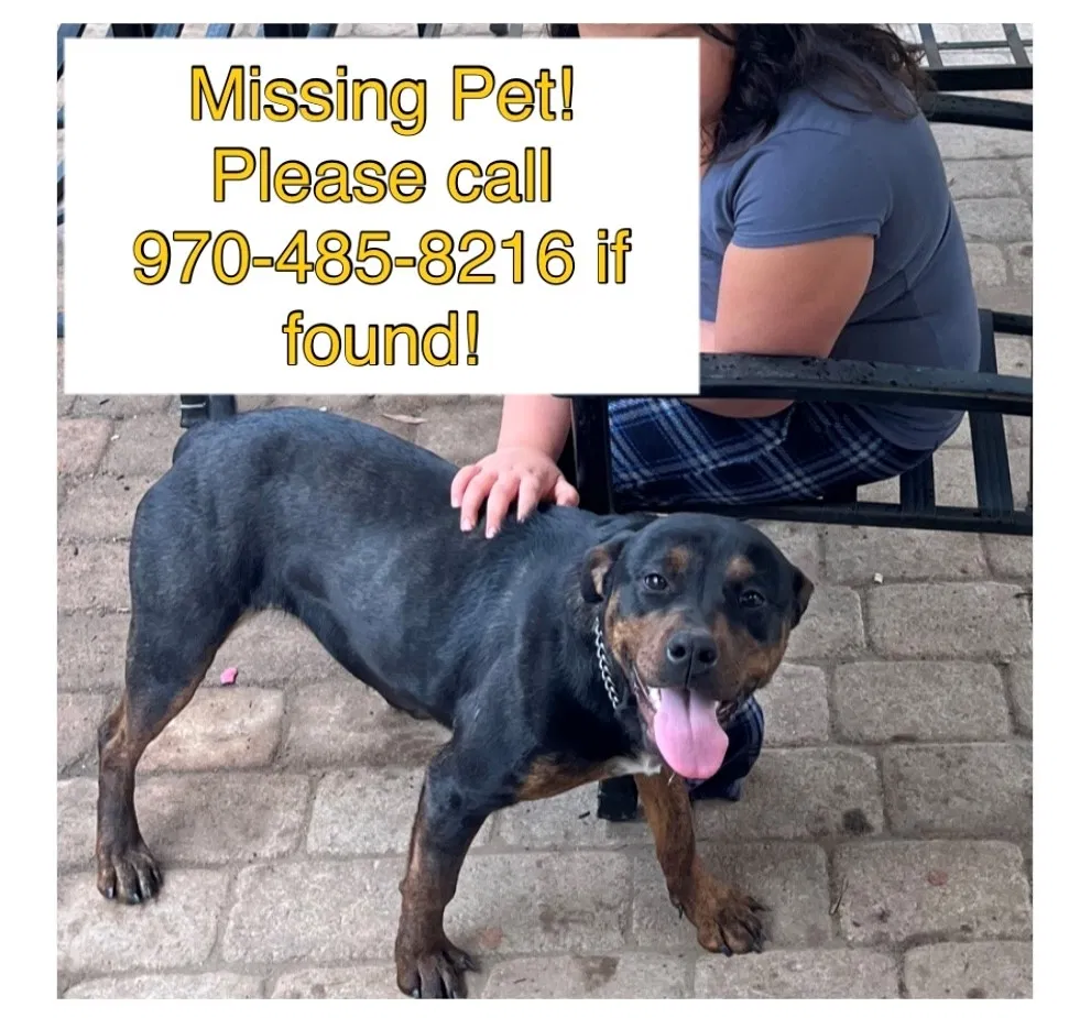Lost dog in Gastonia, NC, 28054