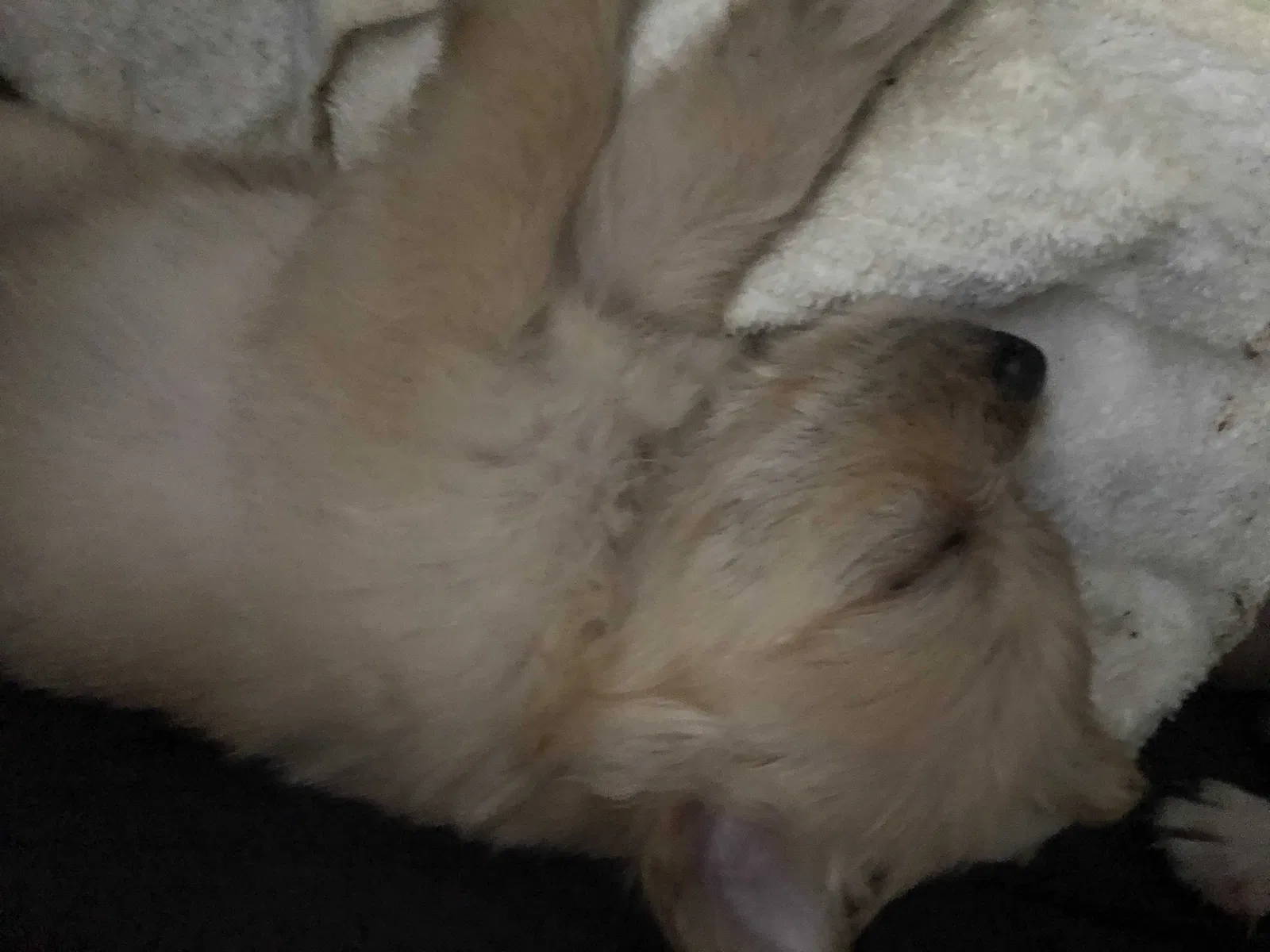 Lost dog in Azusa, CA, 91702