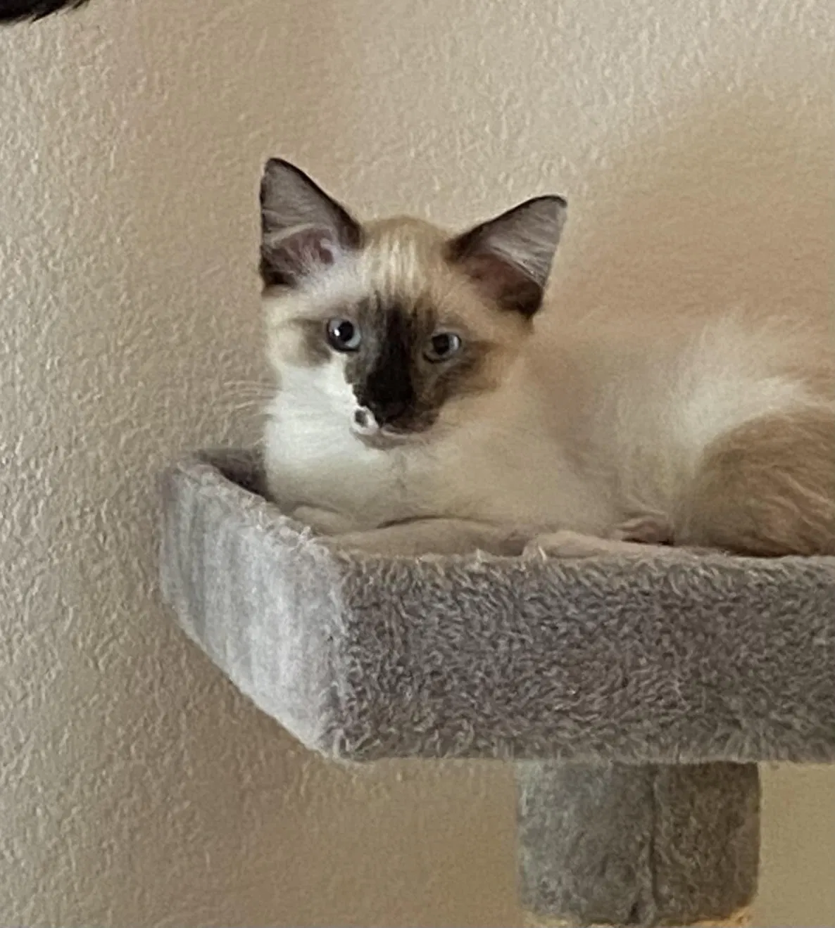 Lost cat in Palo Alto, CA, 94306