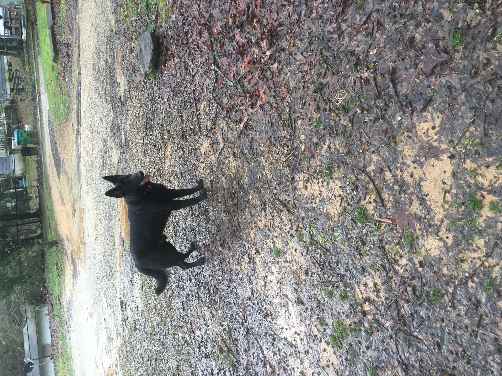 Lost dog in Augusta, GA, 30906