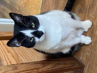 Lost cat in Brooklyn, NY, 11211