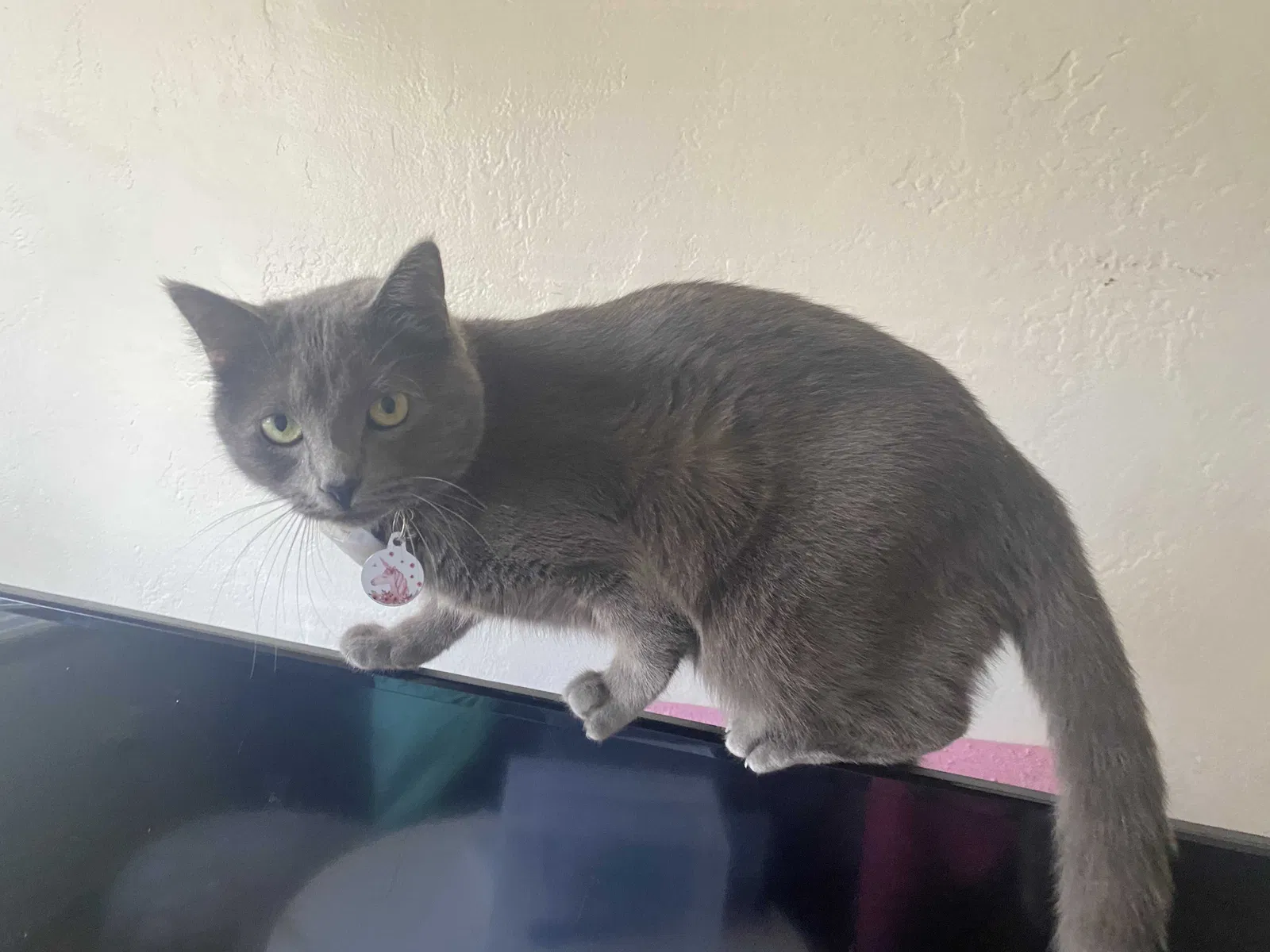 Lost cat in San Diego, CA, 92107