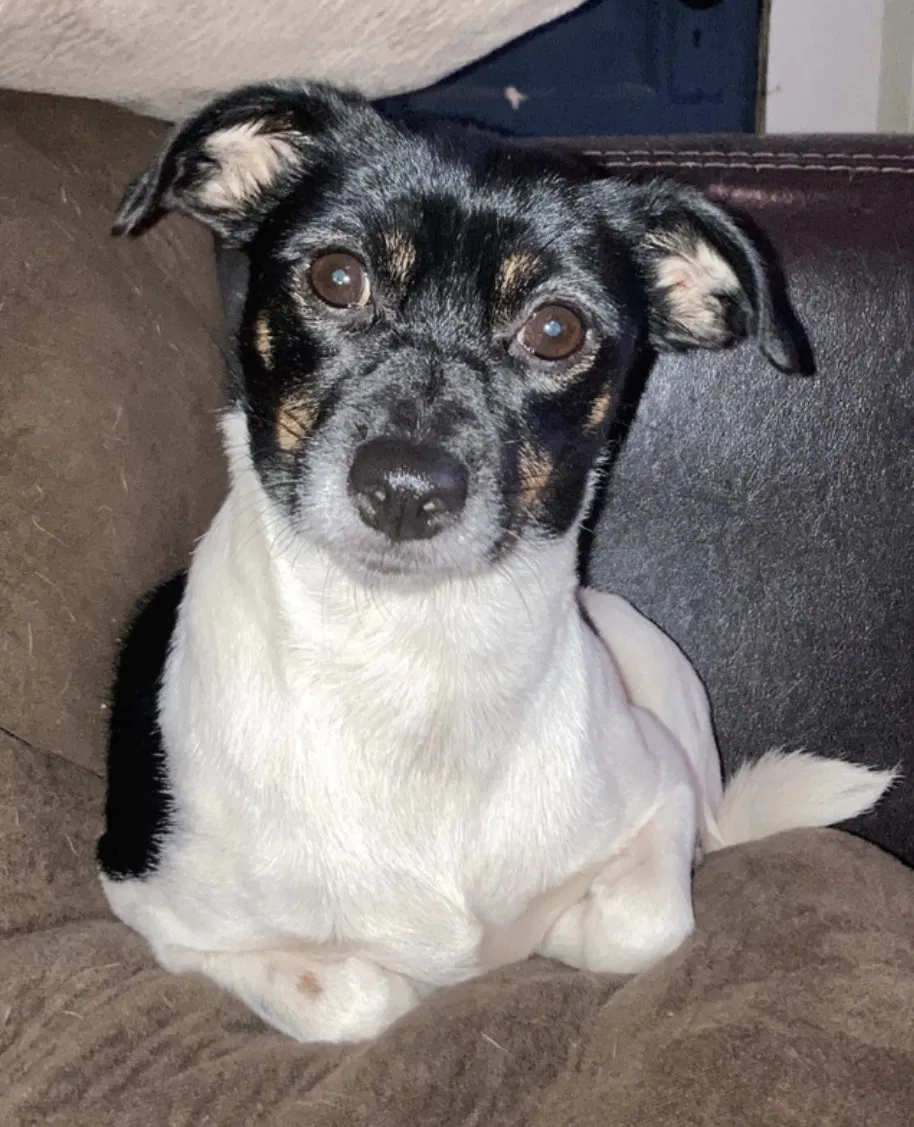 Lost dog in Delano, TN, 37325