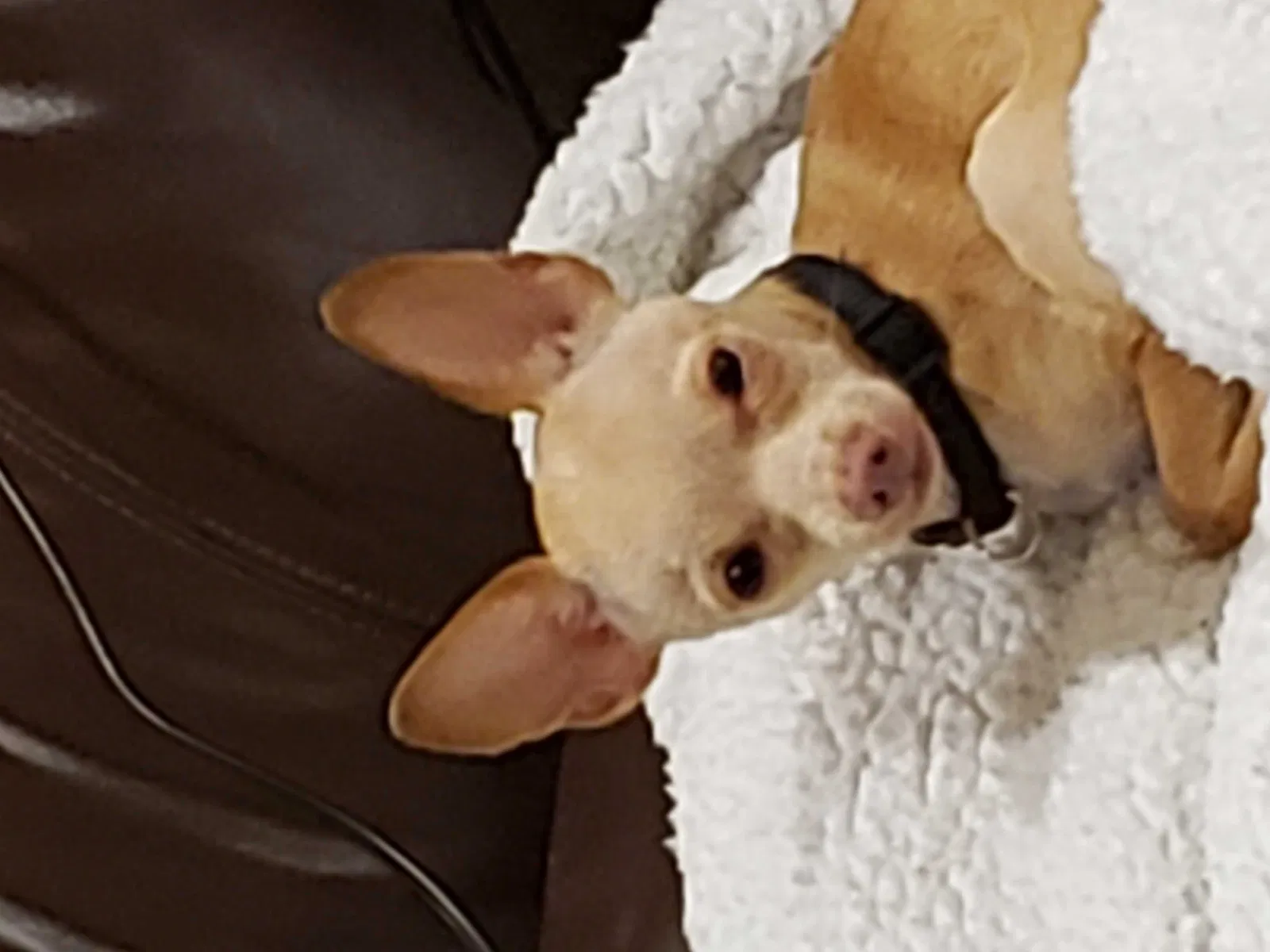 Lost dog in Kissimmee, FL, 34746