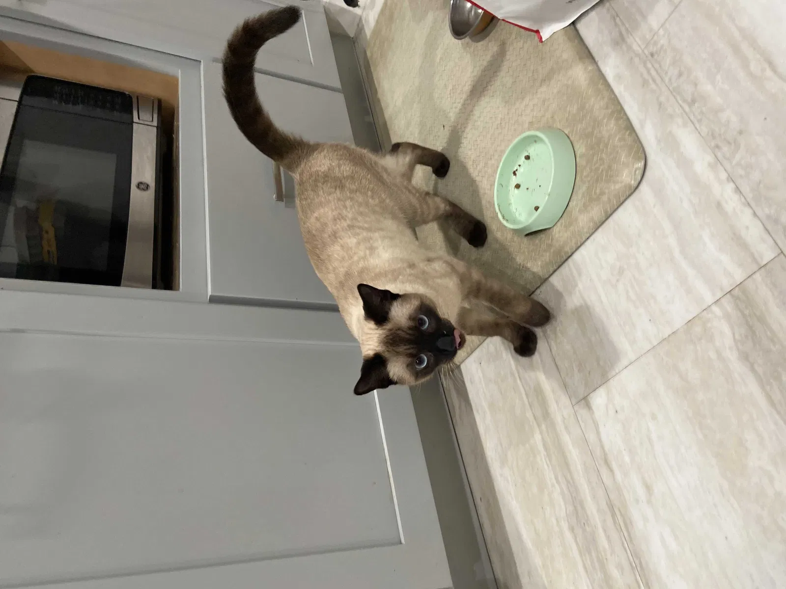 Lost cat in Brentwood, CA, 94513