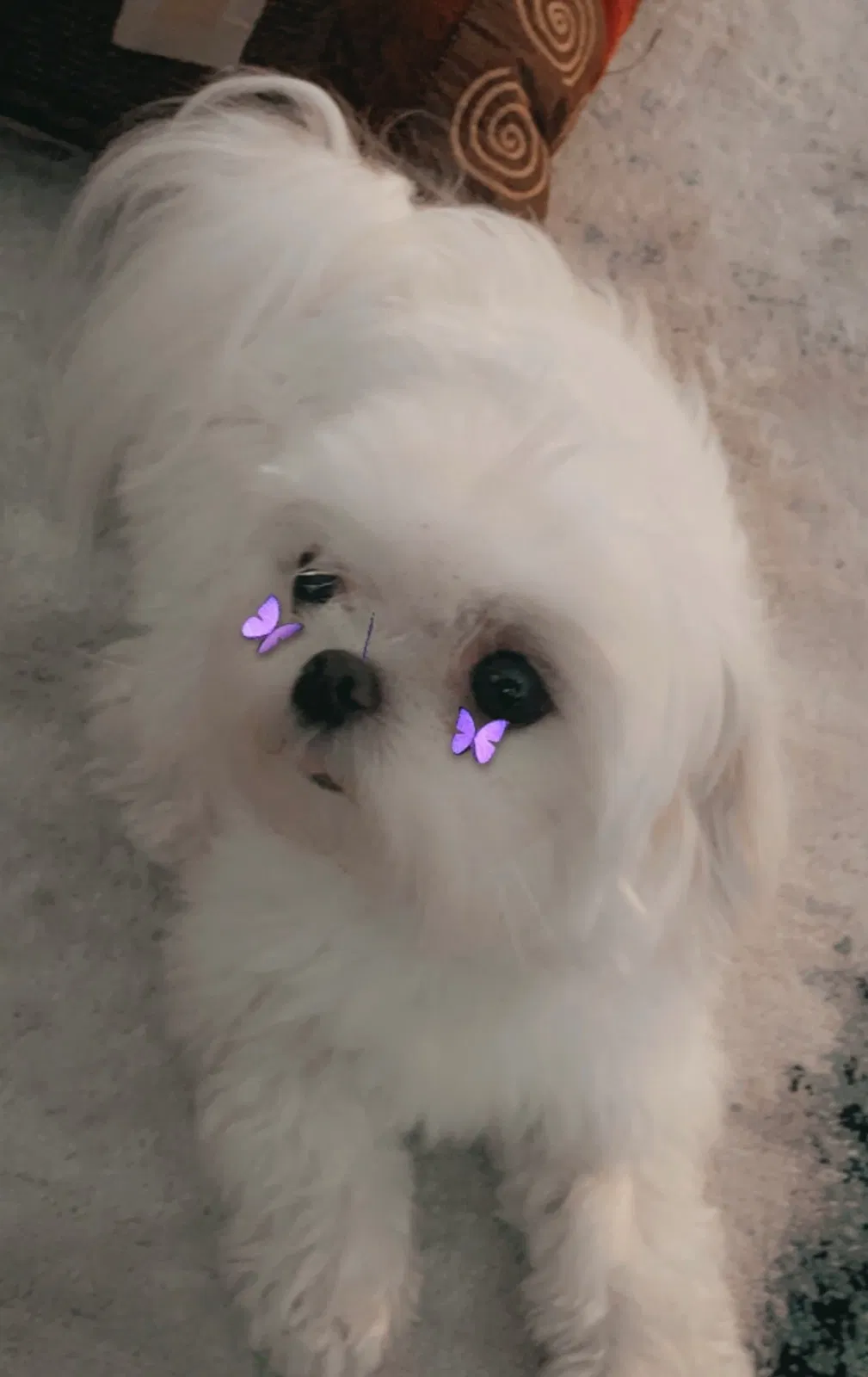 Lost dog in Spring, TX, 77389