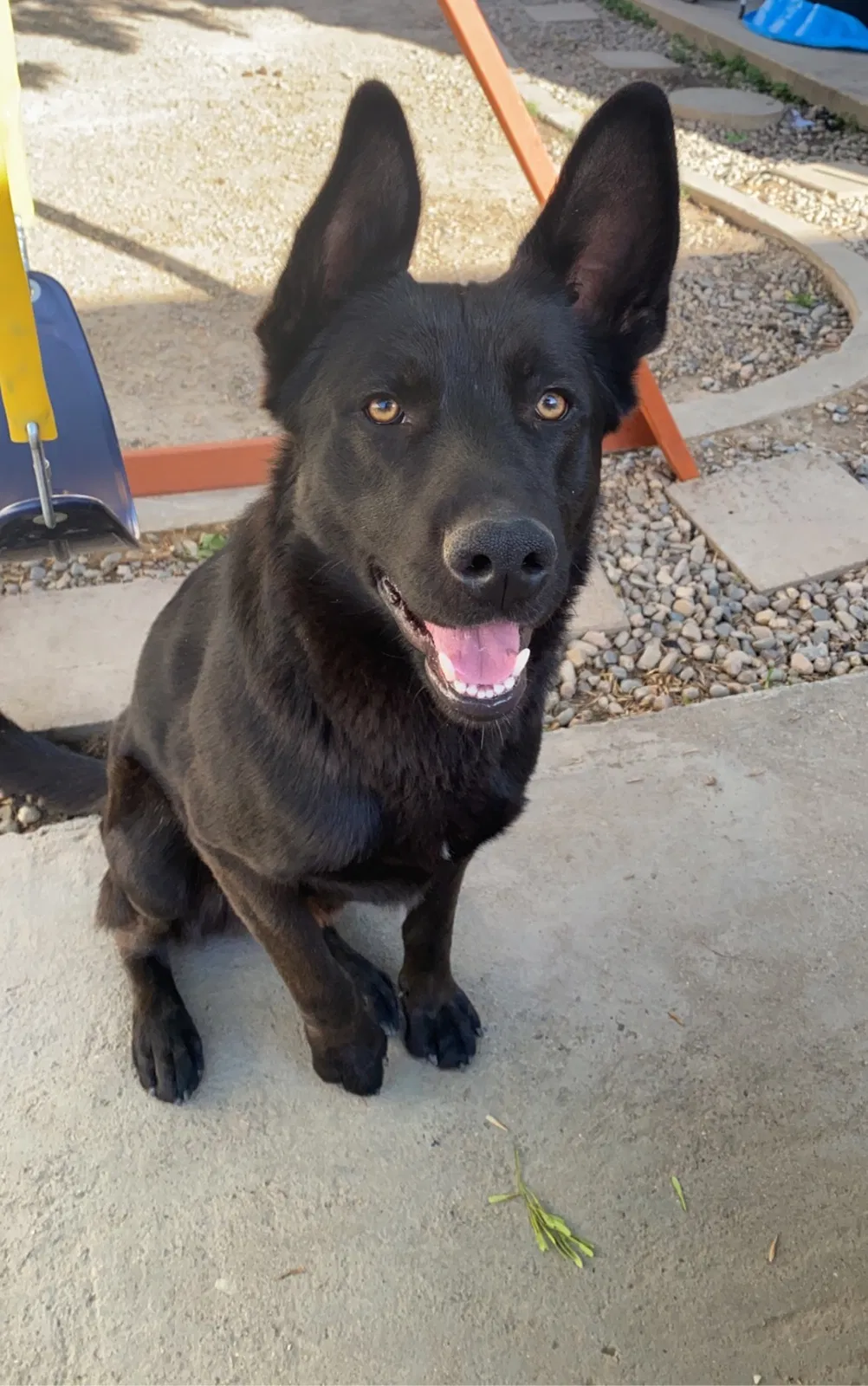 Lost dog in Modesto, CA, 95356