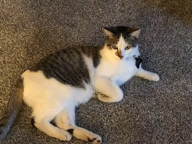 Lost cat in Roseville, CA, 95747