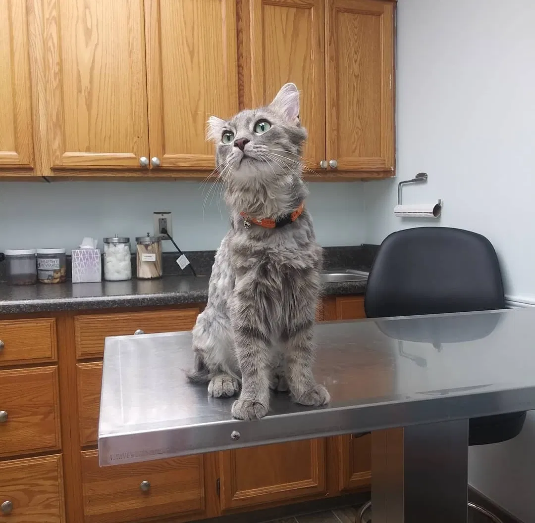 Lost cat in Birmingham, AL, 35235