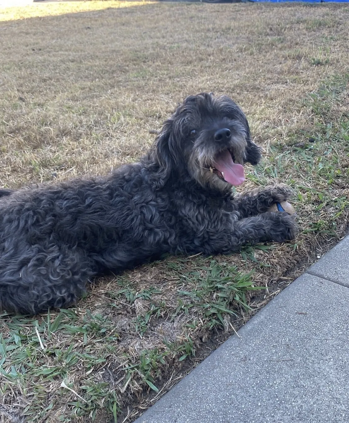 Lost dog in Montebello, CA, 90640