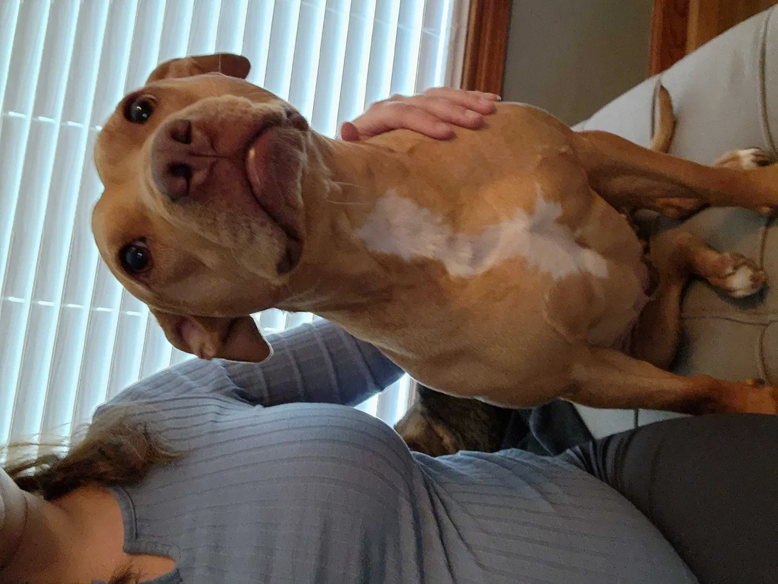 Lost dog in Louisville, KY, 40215