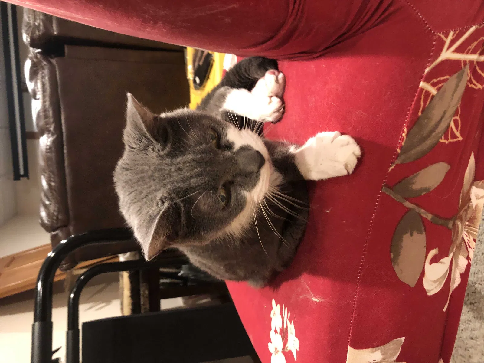 Found cat in Appleton, WI, 54914