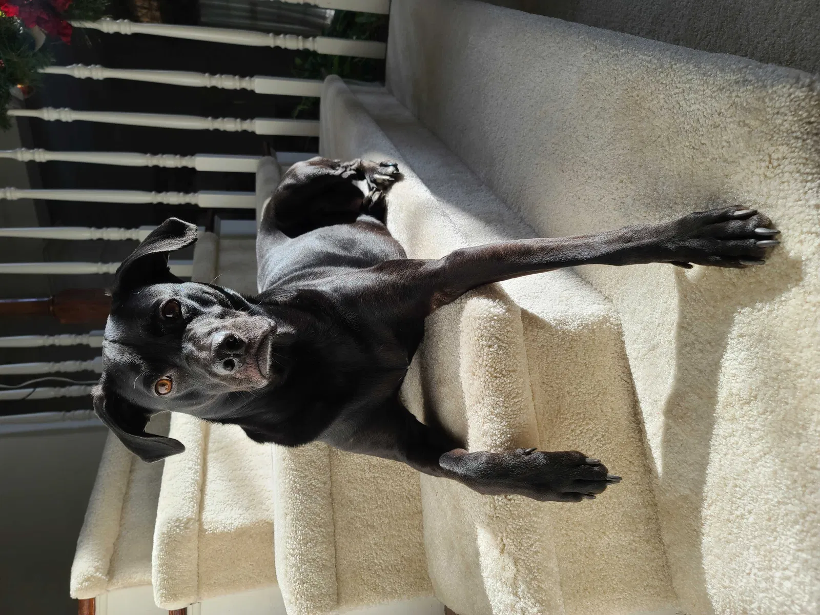 Lost dog in Richmond, VA, 23225