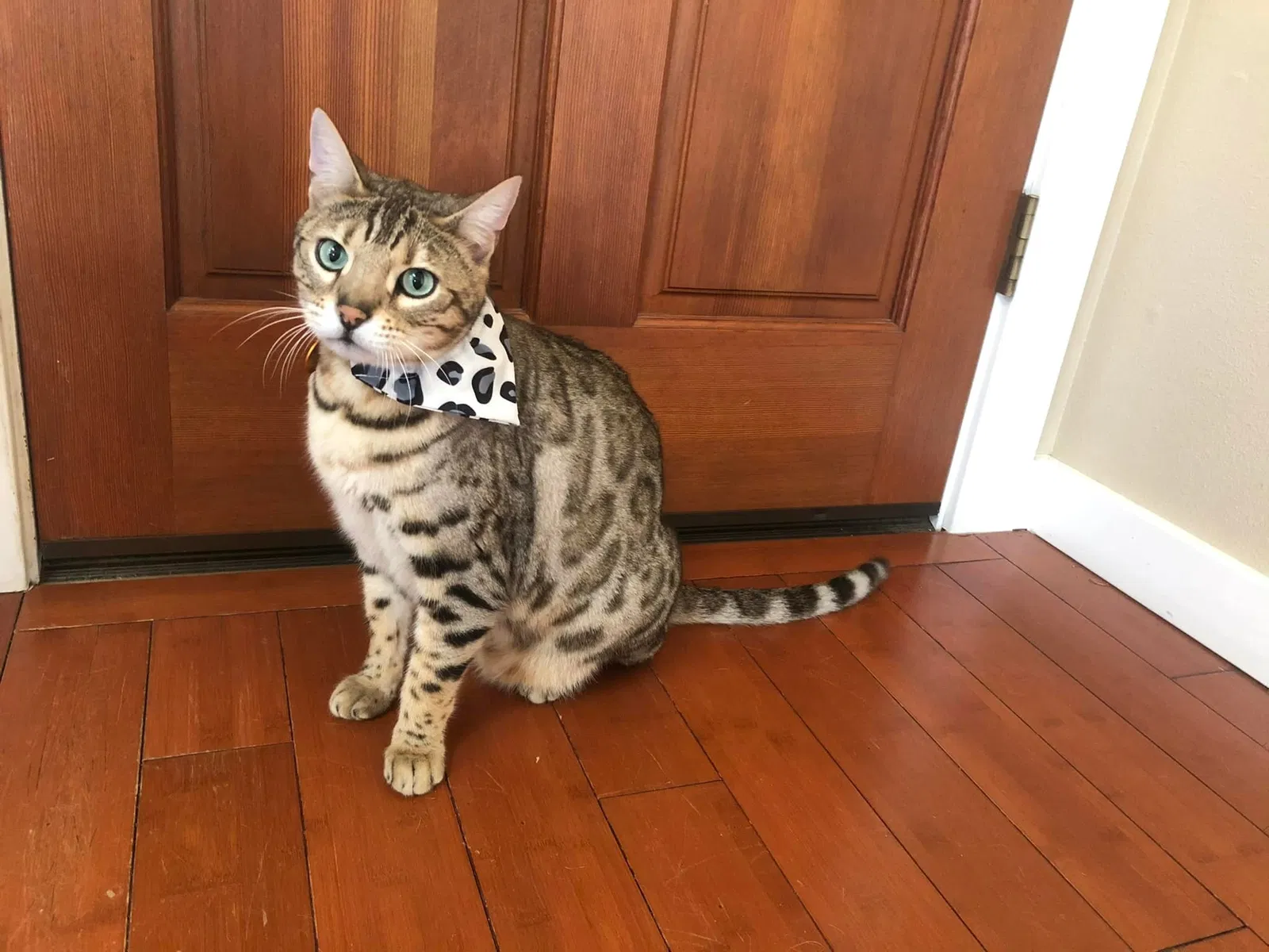 Lost cat in Auburn, WA, 98001