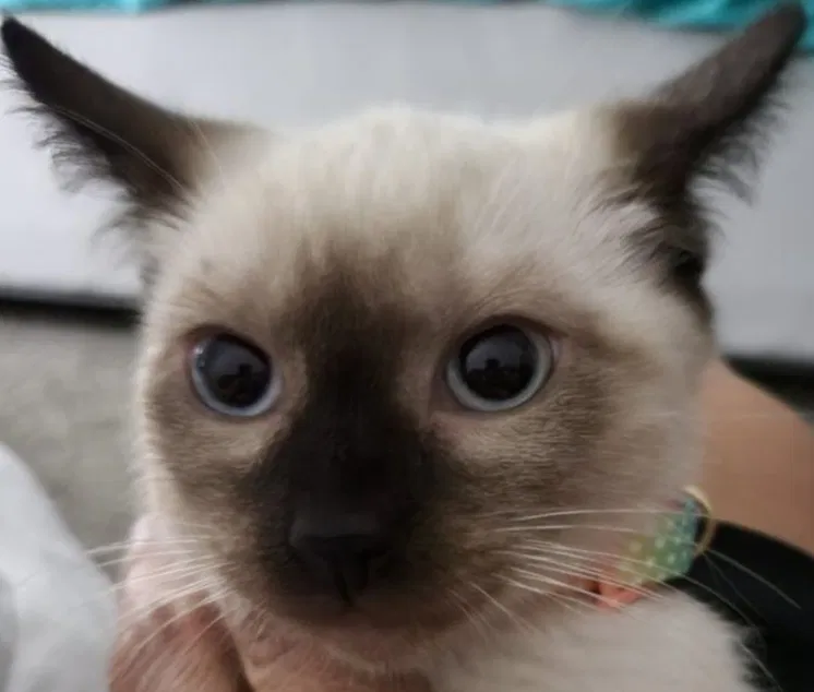 Lost cat in Denver, CO, 80239