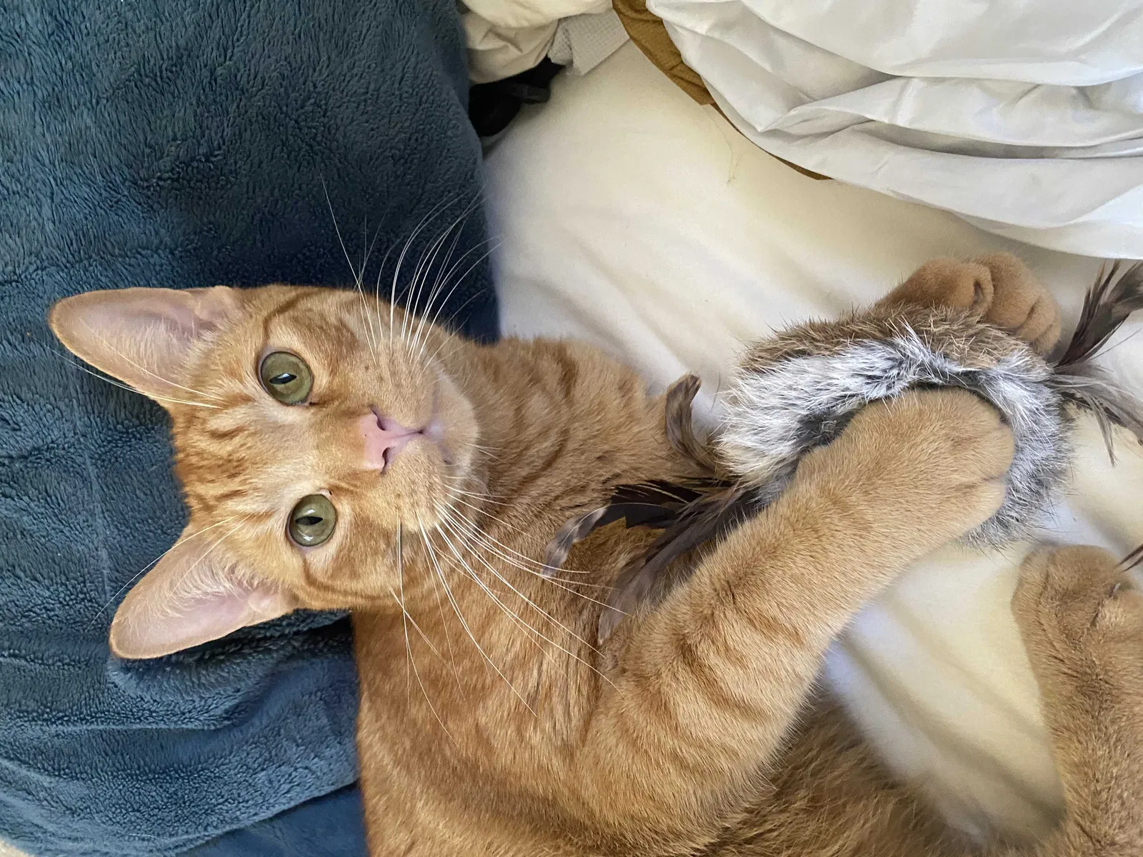 Lost cat in Portland, OR, 97266