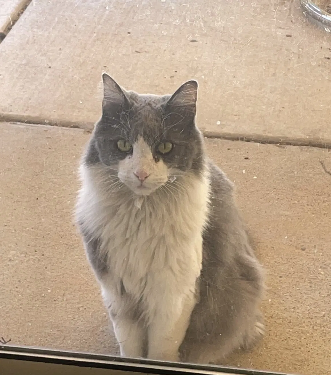 Lost cat in Albuquerque, NM, 87121