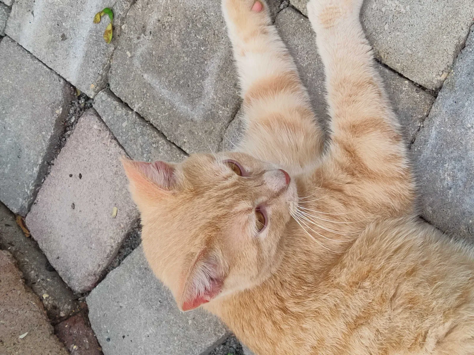 Found cat in Burtrum, MN, 56318