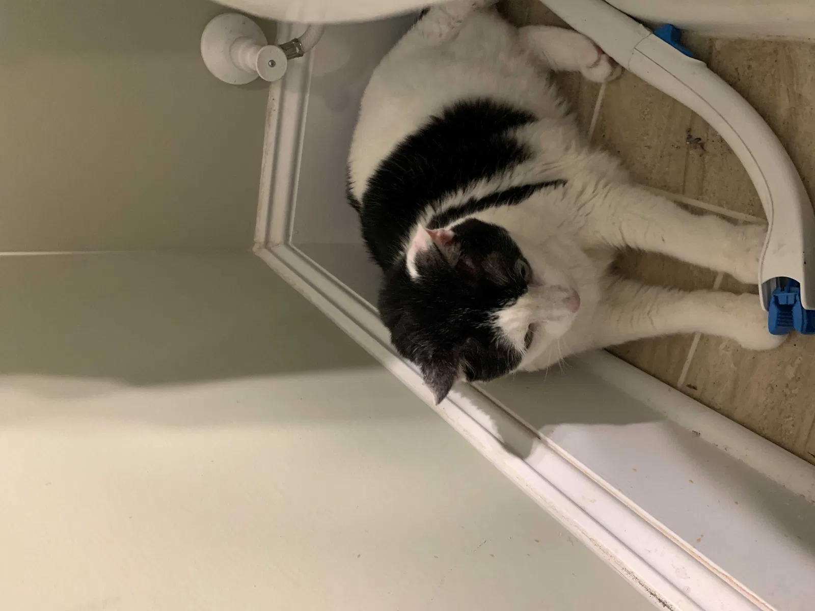 Found cat in Elgin, SC, 29045