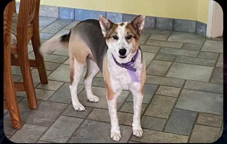 Lost dog in Colton, CA, 92324