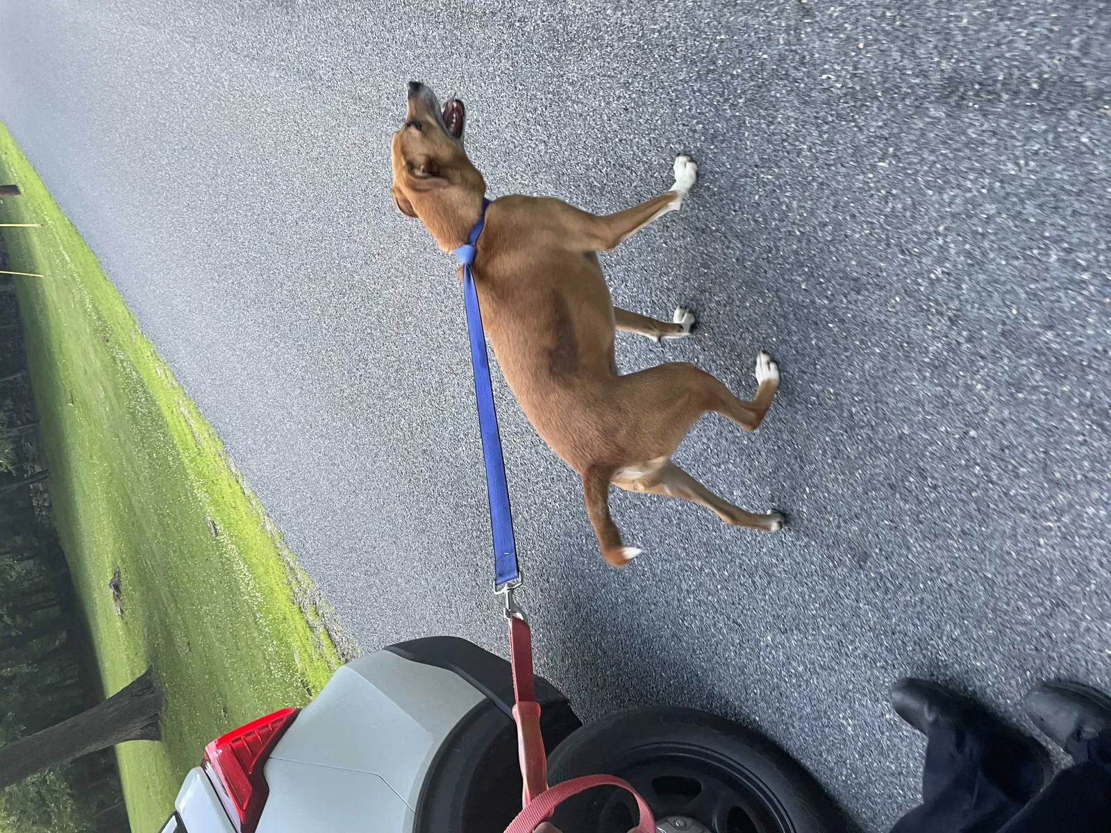 Found dog in Middletown, NY, 10940
