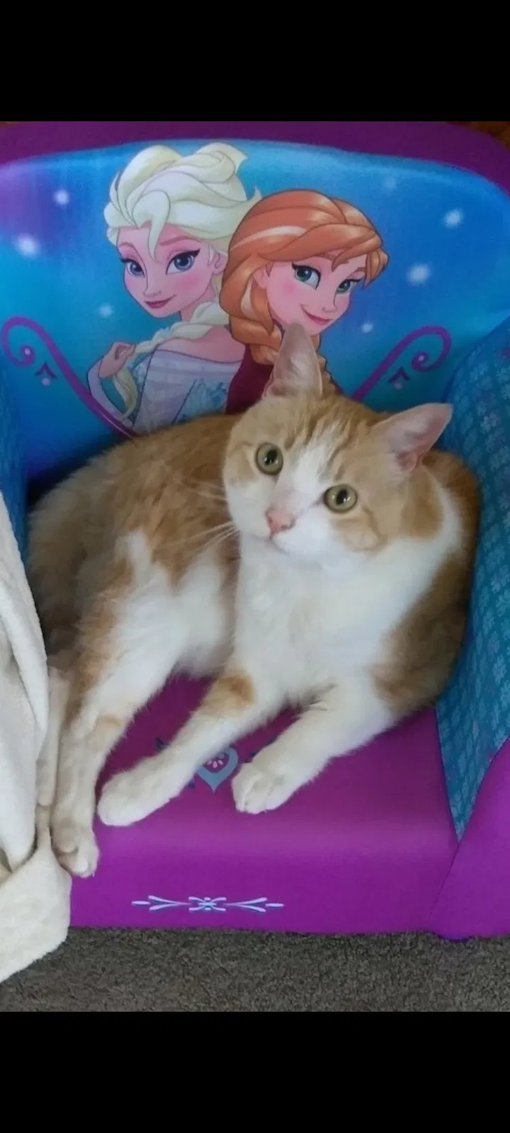 Lost cat in Saint Marys, OH, 45885