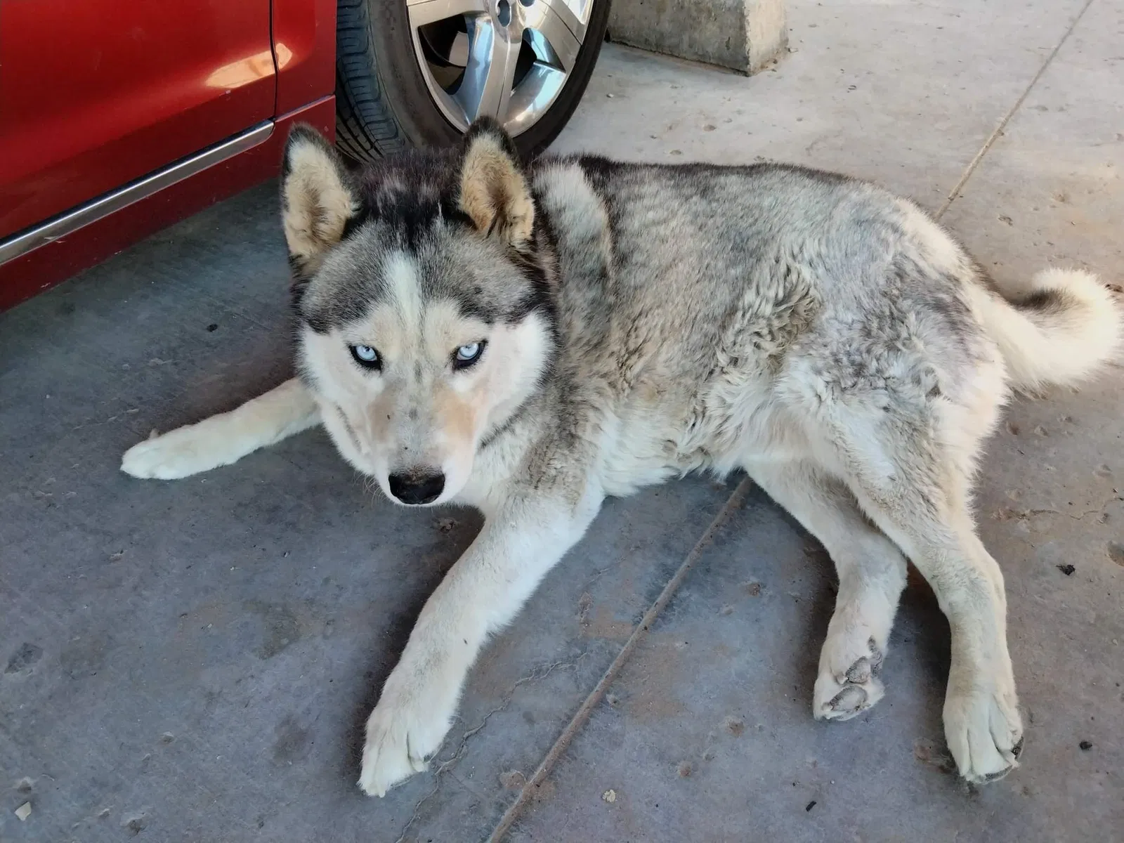 Lost dog in New Laguna, NM, 87038