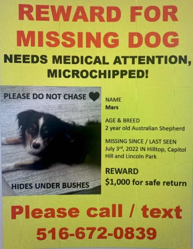Lost dog in Denver, CO, 80204