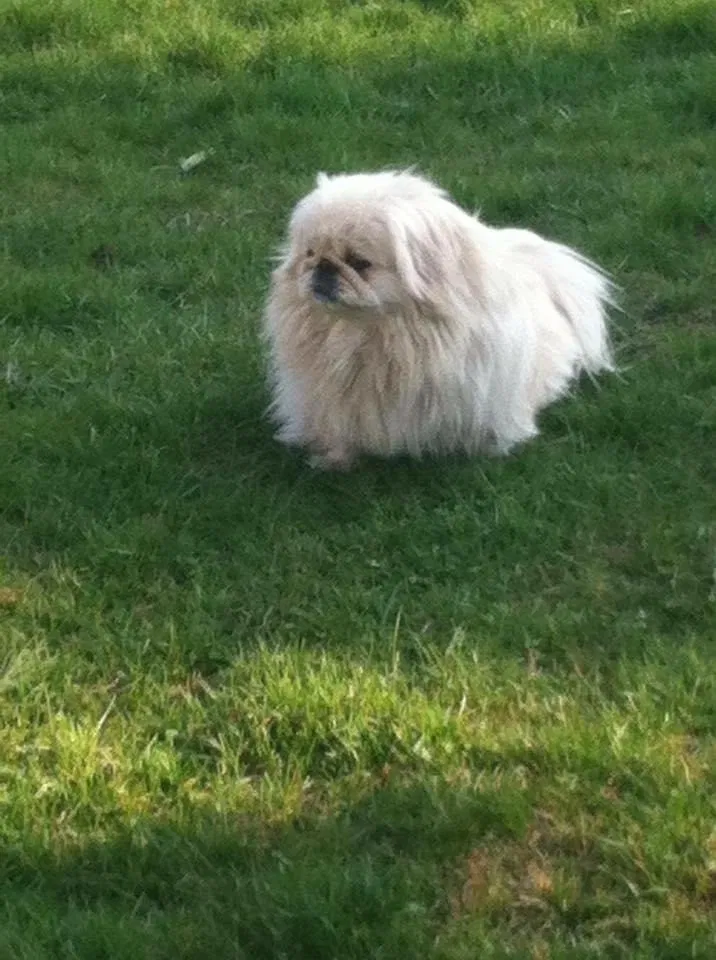 Lost dog in Grand Rapids, MI, 49504