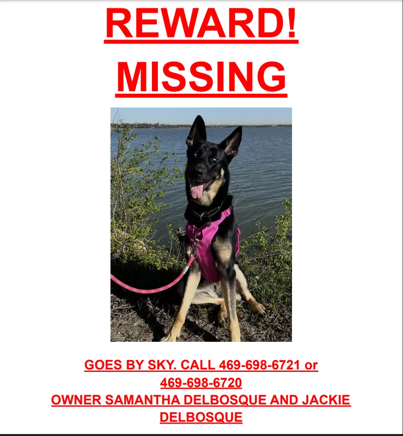 Lost dog in Rowlett, TX, 75089