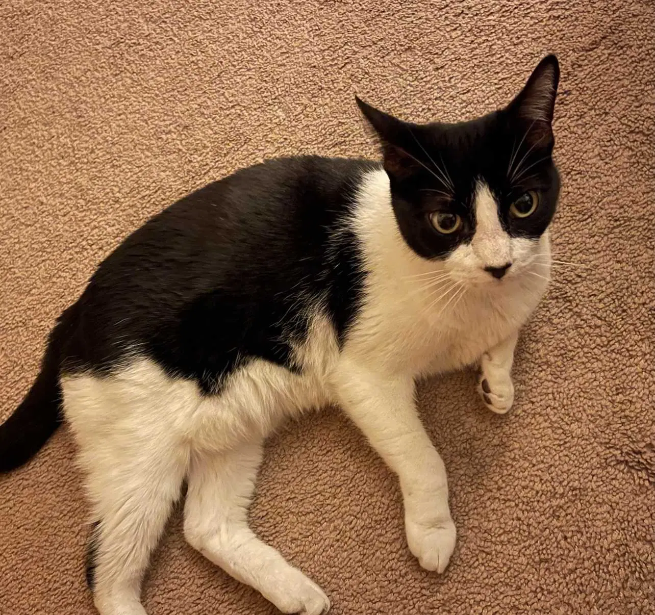 Lost cat in Corpus Christi, TX, 78414