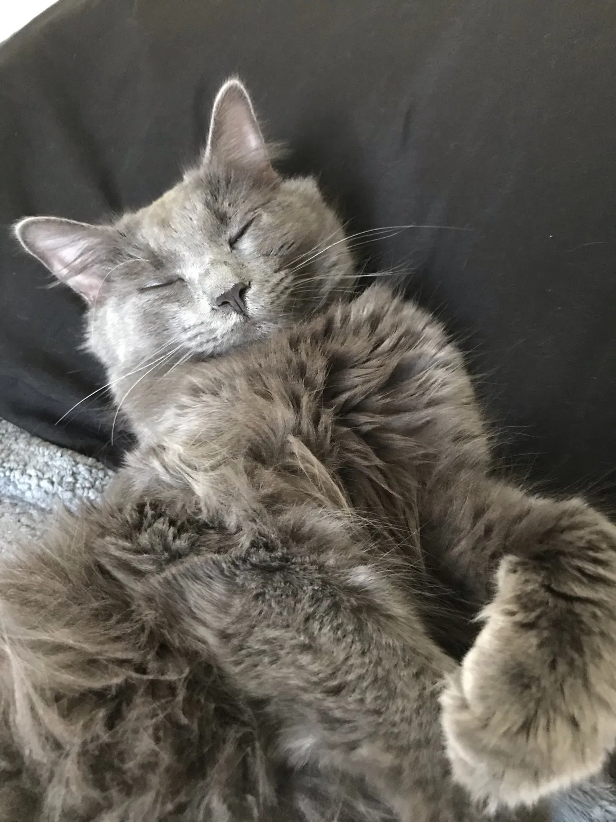Lost cat in Indianapolis, IN, 46226