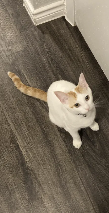 Lost cat in San Antonio, TX, 78240