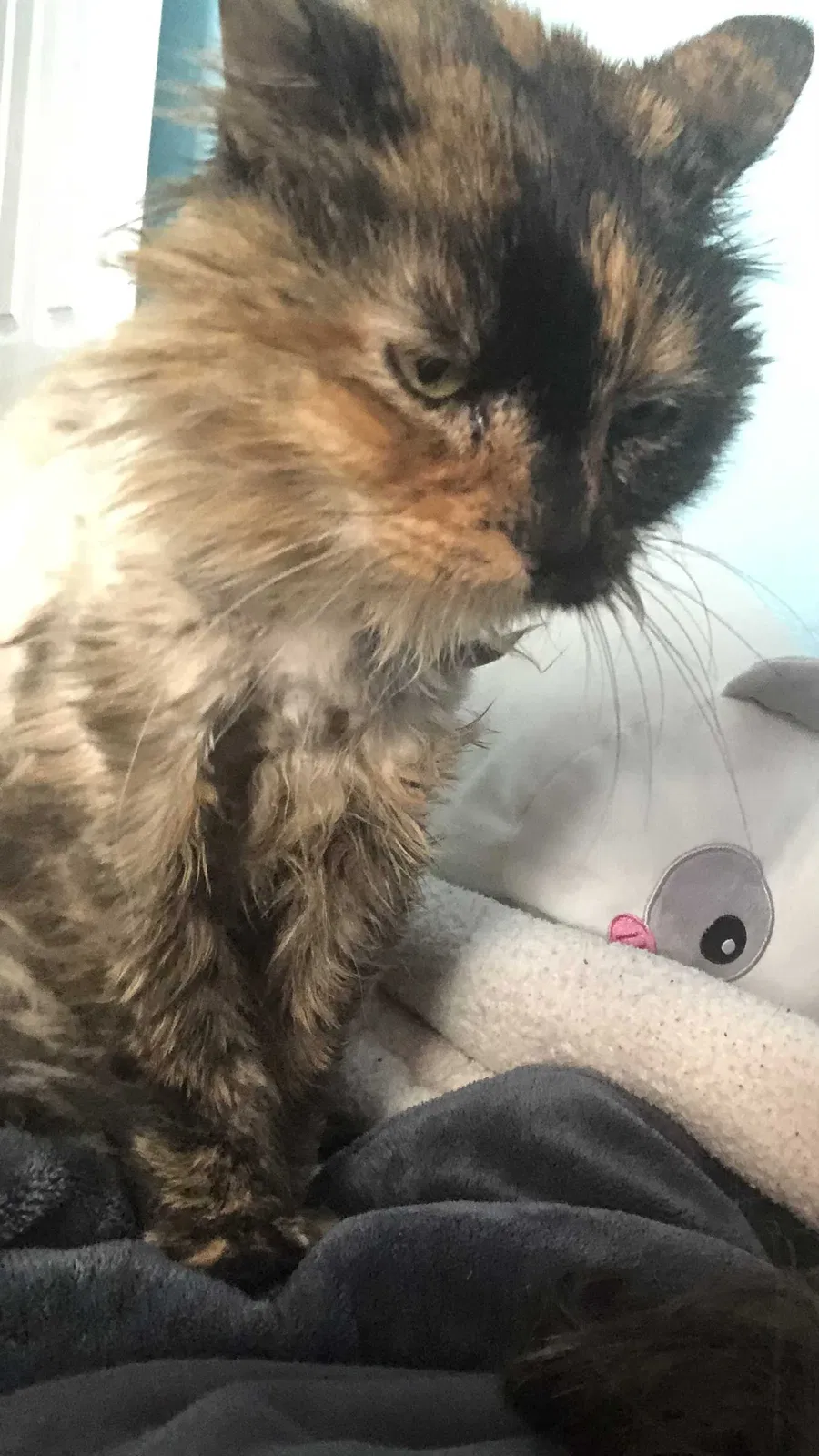 Lost cat in Thornton, CO, 80241
