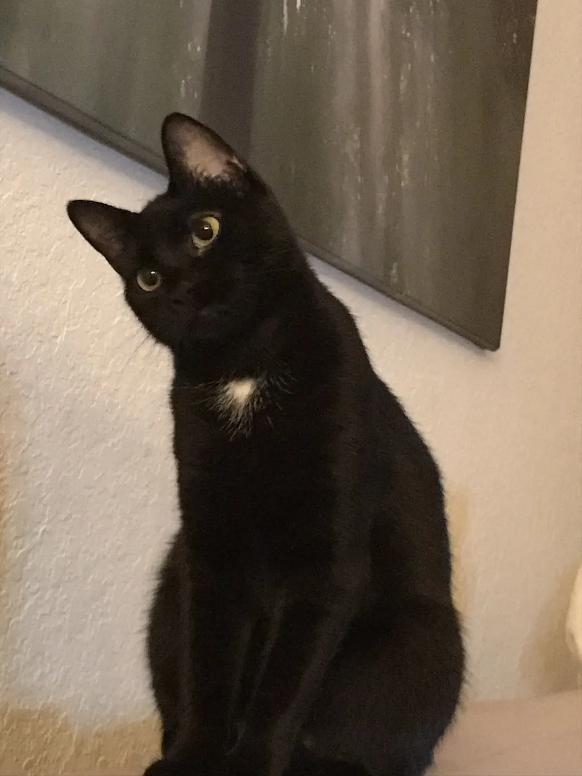 Lost cat in Davenport, FL, 33837